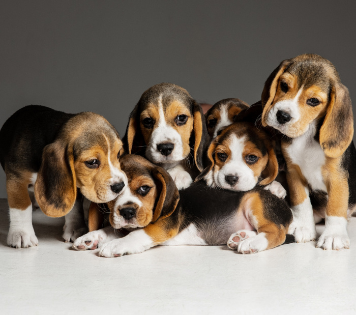 Image for Microchipping Day 2026