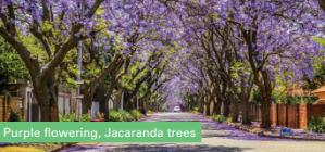 Purple Flowering Jacaranda Trees