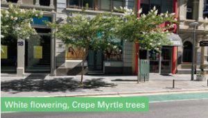 White Flowering Crepe Myrtle Trees